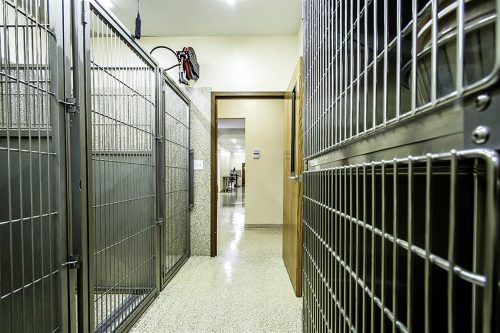 DSC_6067-back_kennel_ps_low_res